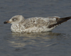 Larus armenicus